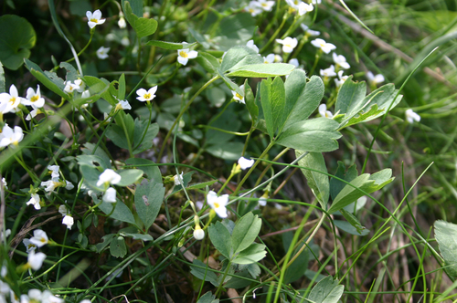 Sibbaldia procumbens iNat (3)