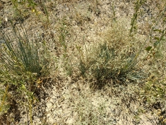 Ephedra distachya