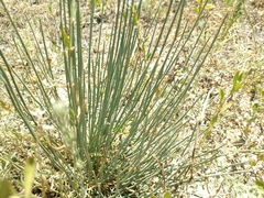 Ephedra distachya