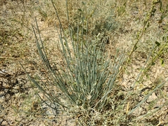 Ephedra distachya