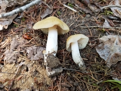 Entoloma bicolor