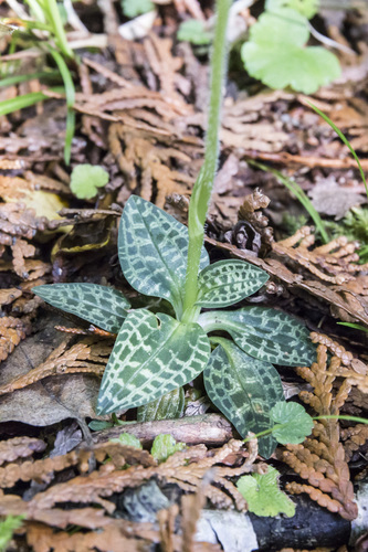 lesser rattlesnake plantain