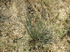 Ephedra distachya