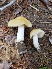 Entoloma bicolor