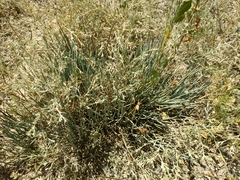 Ephedra distachya
