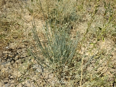 Ephedra distachya