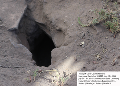 Otospermophilus variegatus