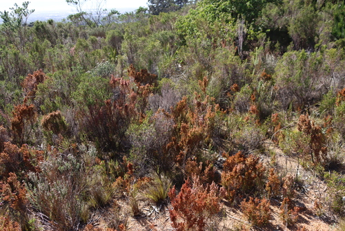 Keyhole Heath (Erica mauritanica)