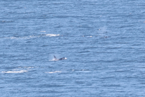 Orca photographed in California