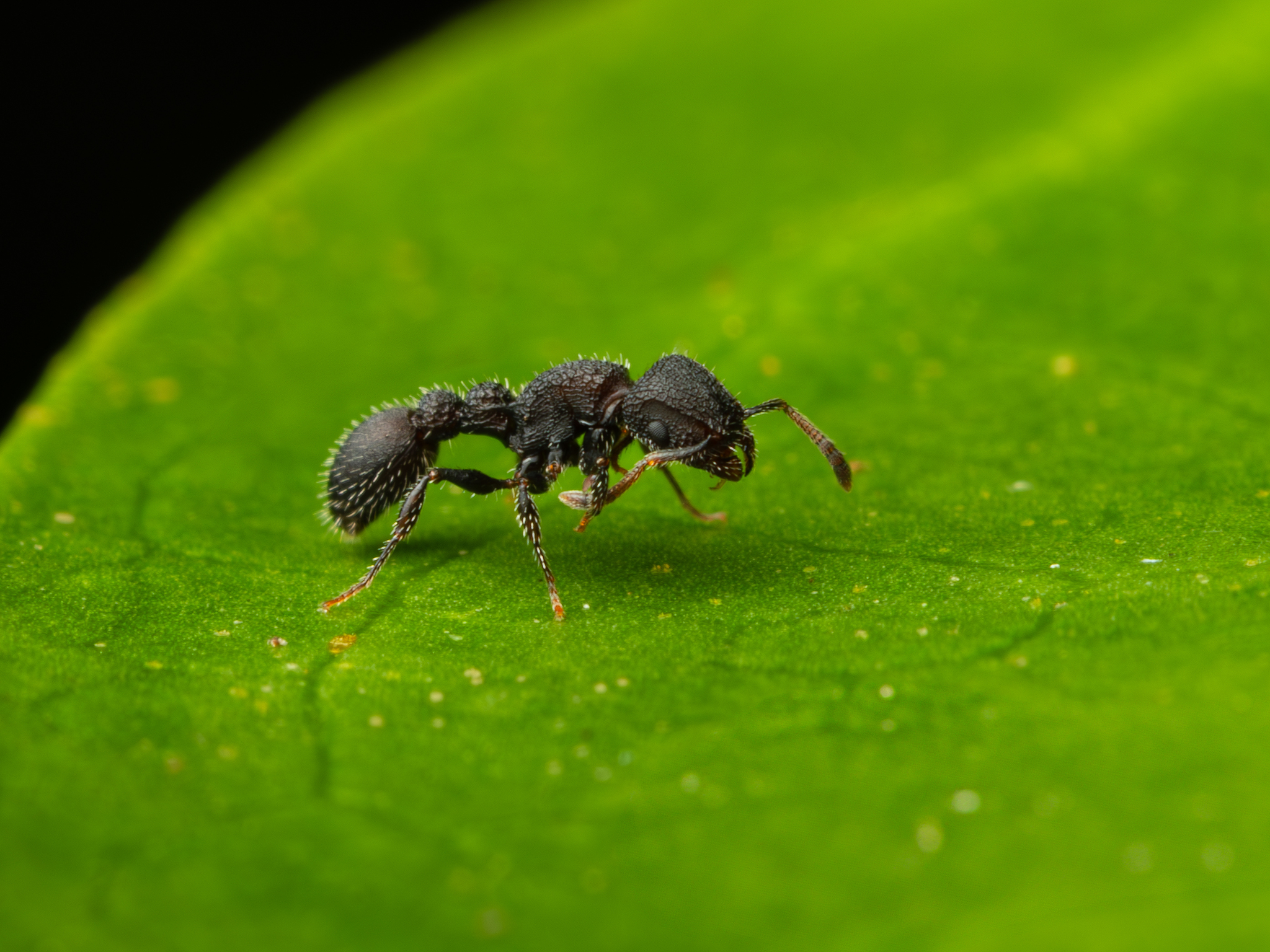 Romblonella opaca