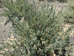 Salsola foliosa
