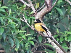 Coccothraustes abeillei