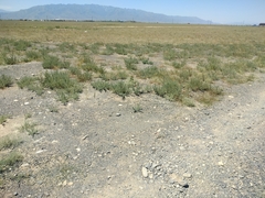 Salsola foliosa