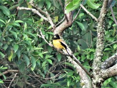 Coccothraustes abeillei