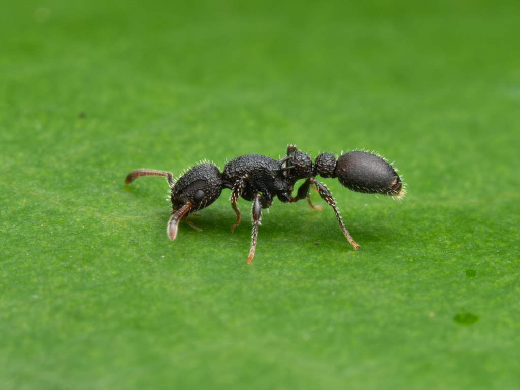 Romblonella opaca