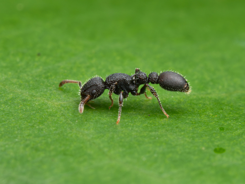 Romblonella opaca