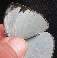 Itaballia demophile centralis