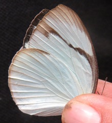 Itaballia demophile centralis