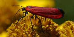 Lycomorpha regulus