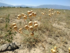 Prangos didyma