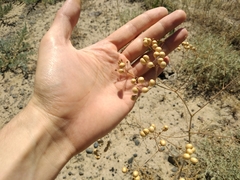 Prangos didyma