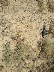 Prangos didyma