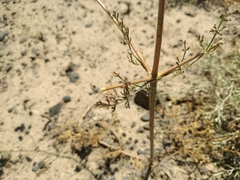 Prangos didyma