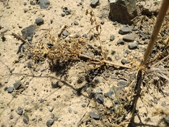 Prangos didyma
