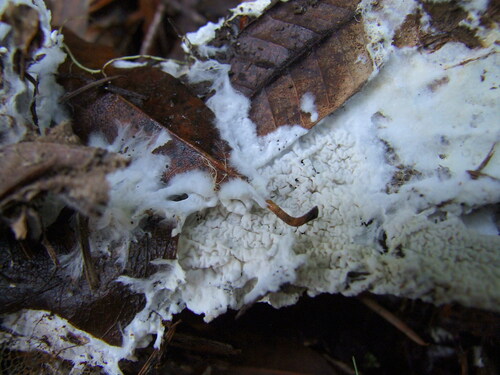 Ceraceomyces borealis