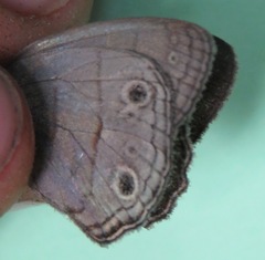 Cissia themis