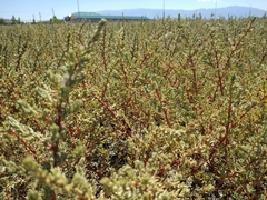 Salsola foliosa