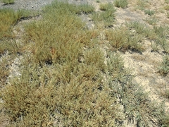 Salsola foliosa