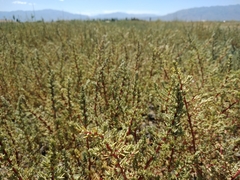 Salsola foliosa