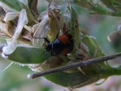 Deraeocoris rutilus