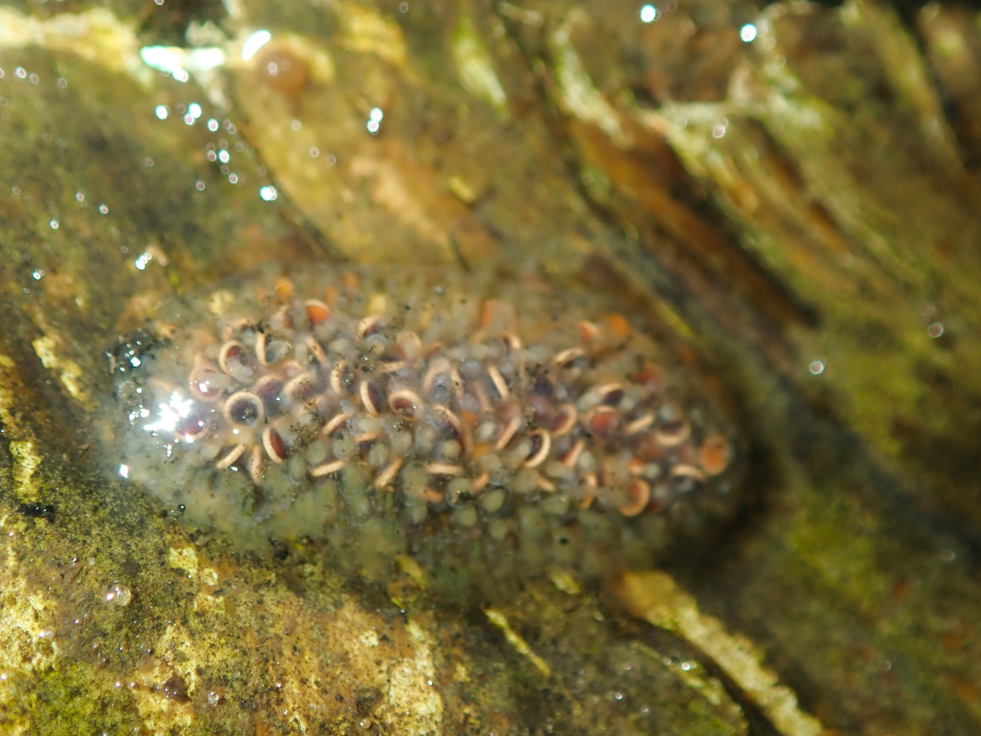 Cristatella mucedo Cuvier, 1798