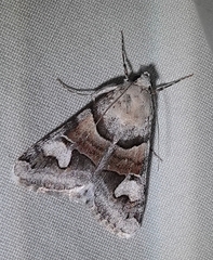 Drasteria pallescens