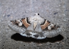 Drasteria pallescens