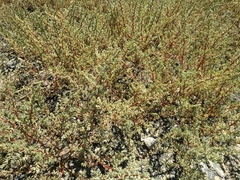 Salsola foliosa