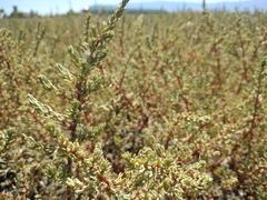 Salsola foliosa