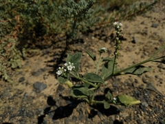 Heliotropium ellipticum