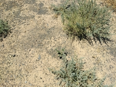 Heliotropium ellipticum