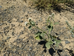Heliotropium ellipticum