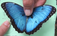 Morpho helenor narcissus