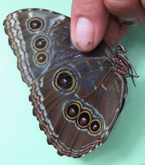 Morpho helenor narcissus