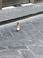 Columba livia domestica