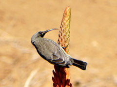 Chalcomitra senegalensis gutturalis