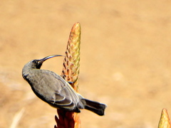 Chalcomitra senegalensis gutturalis