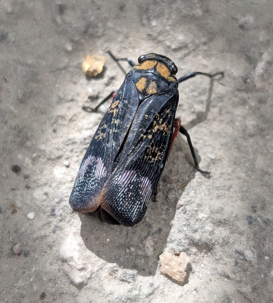 Zeunasa crepusculascens