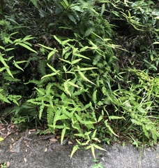 Dicranopteris linearis