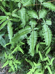 Dicranopteris linearis